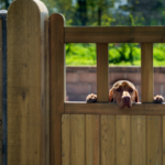 Dog peeking through a wooden fence in Fort Worth, highlighting the need for professional fence staining.