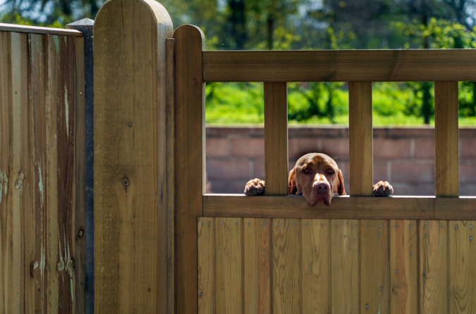 Dog peeking through a wooden fence in Fort Worth, highlighting the need for professional fence staining.
