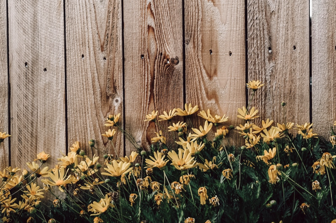 Freshly stained wood fence with yellow flowers, showing benefits of professional fence staining in Fort Worth.