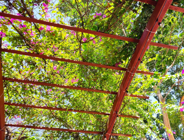 Pergola with wooden beams and flowering vines providing natural shade