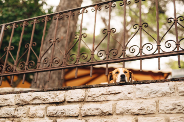 Custom wrought iron fence design in Fort Worth with decorative scrollwork detail